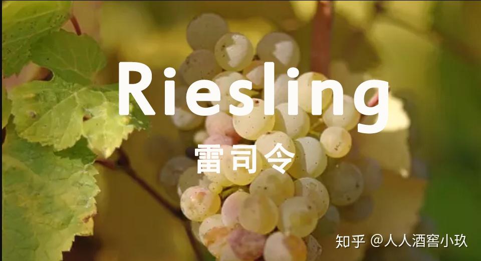 雷司令丨Riesling-德国“国宝级”的白葡萄品种 - 知乎