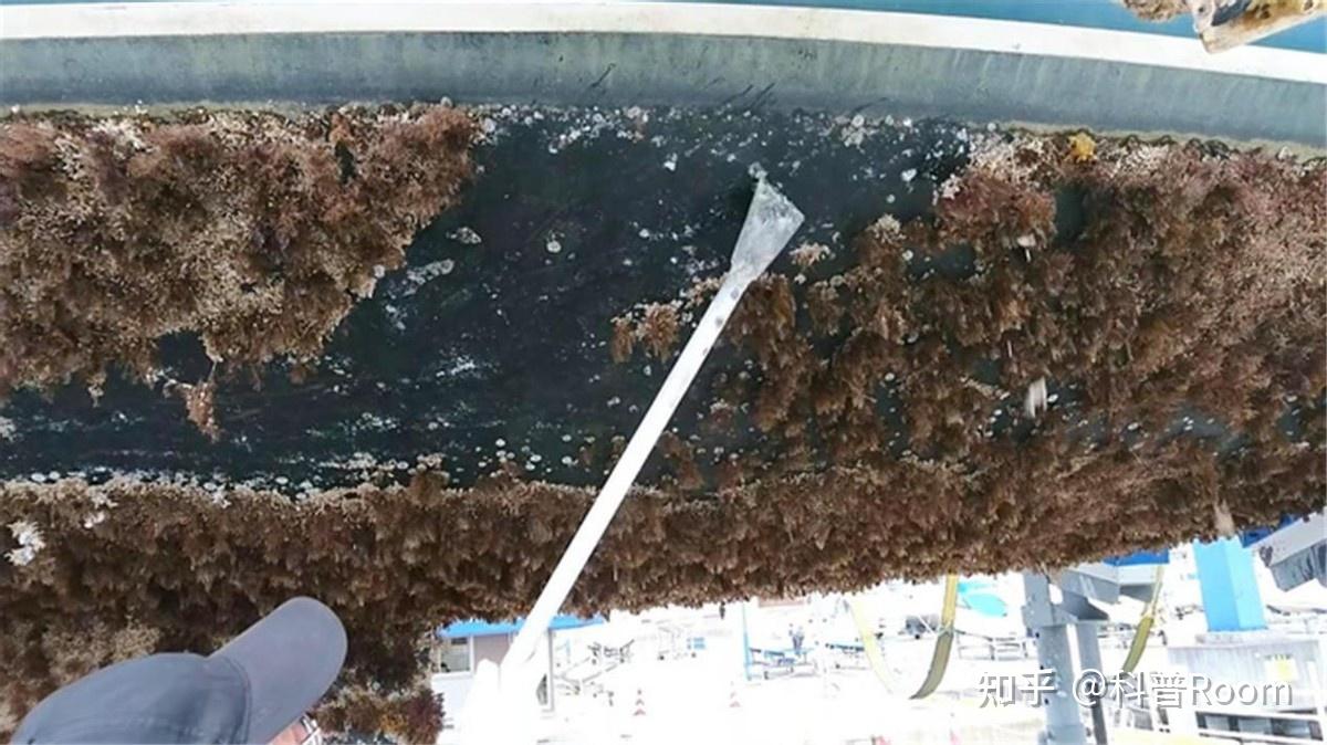 为什么藤壶如此遭人嫌呢?