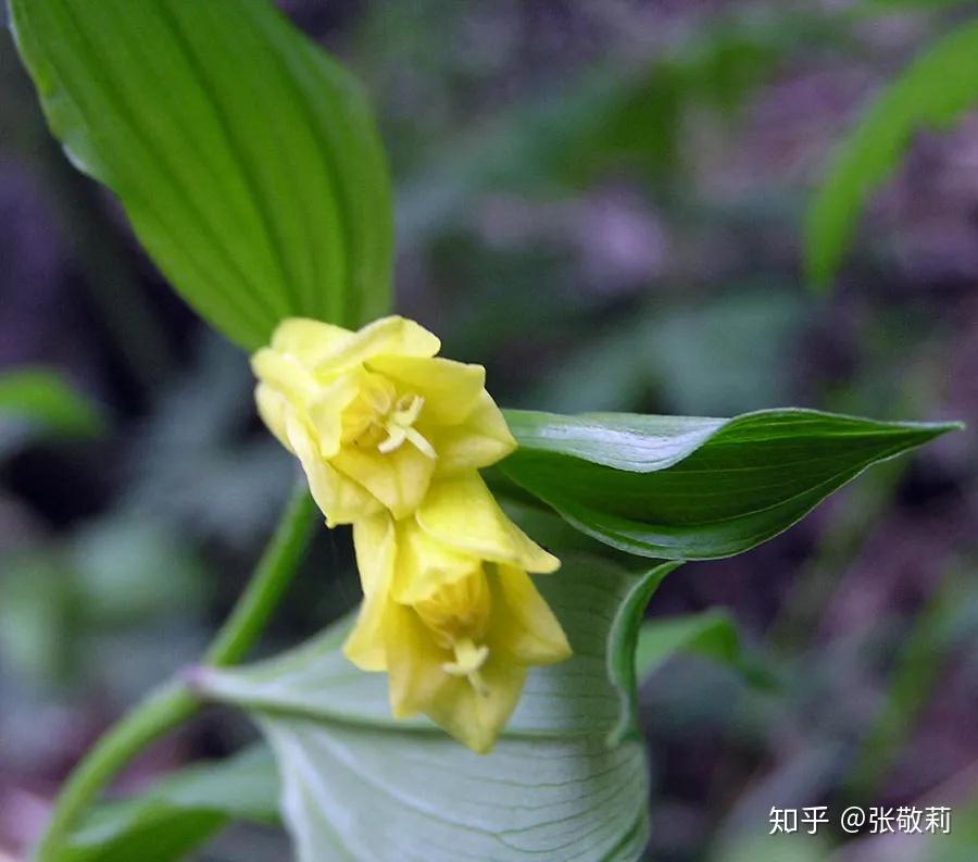 少花萬壽竹(劉冰 攝)少花萬壽竹(劉冰 攝)中文名:少花萬壽竹(寶鐸草)