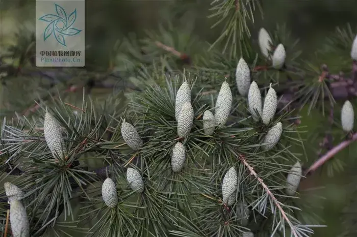 雪松雄花图片