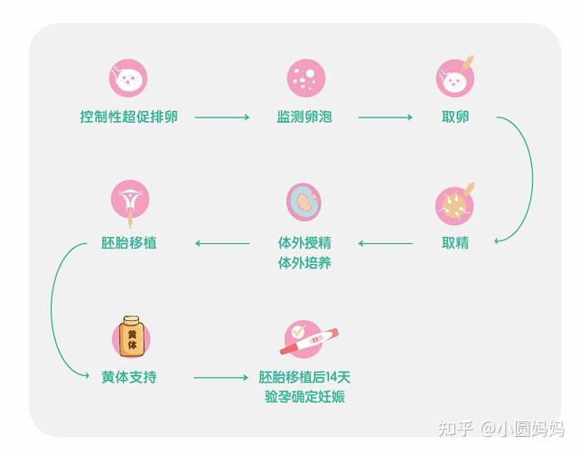 试管婴儿的具体流程(试管婴儿的具体流程优孕行简介图片)-第2张图片-鲸幼网