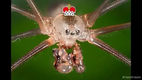 家里的长腿蜘蛛是什么 有毒吗 知乎