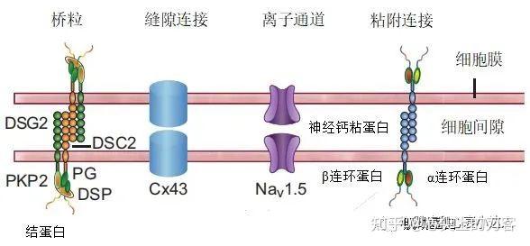 致心律失常性心肌病的发病机制 - 知乎