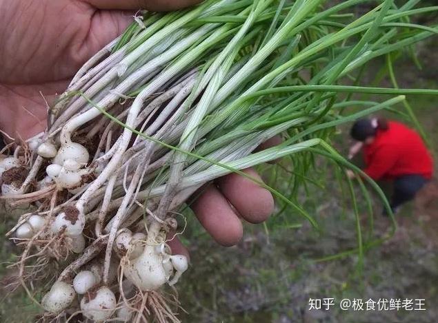 雲南麗江野生小山蒜,純手工醃製,自然發酵,酸爽清冽,讓吃飯變得有滋有