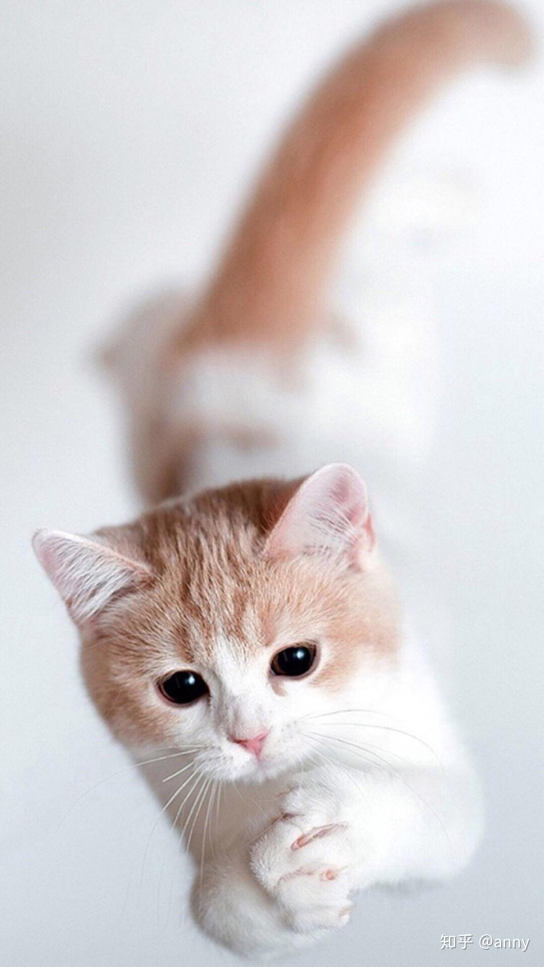 有没有好看的猫咪壁纸或头像?