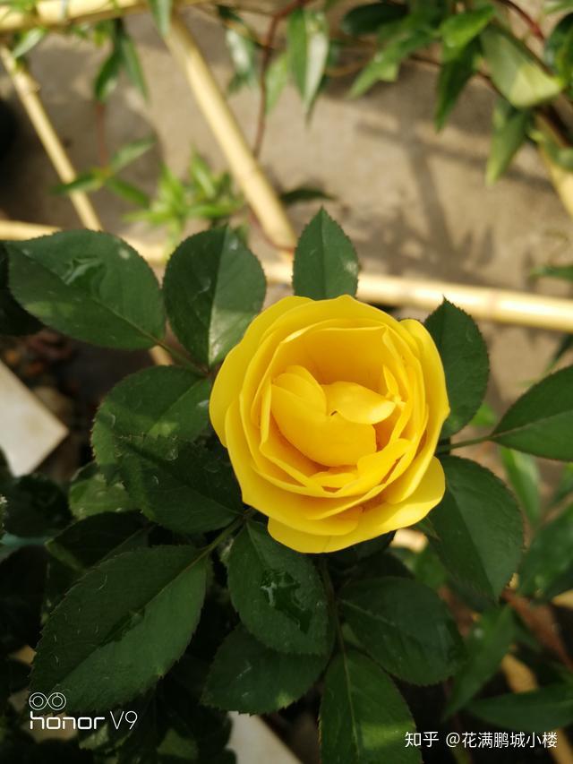 火星王阳台月季金色微月荷兰阳台系列