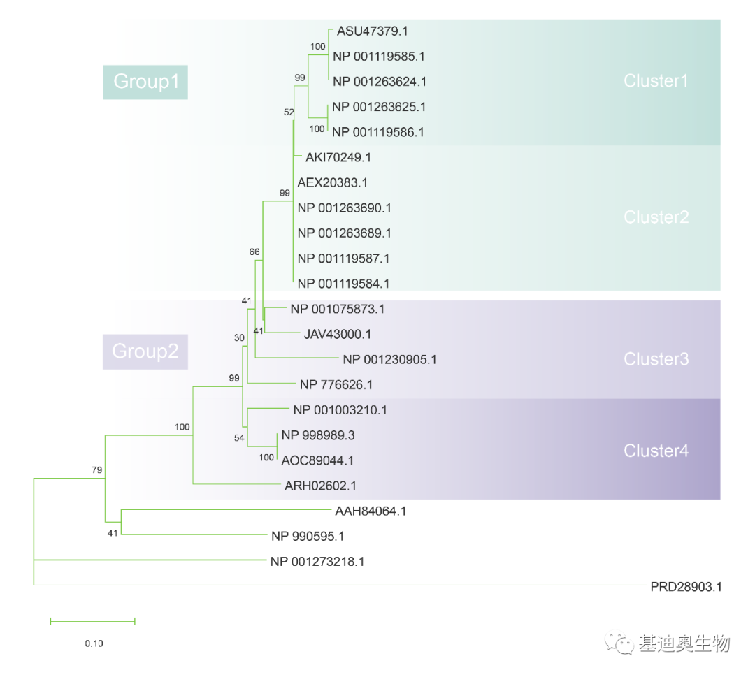 生信工具教程|如何绘制漂亮的进化树？ - 知乎