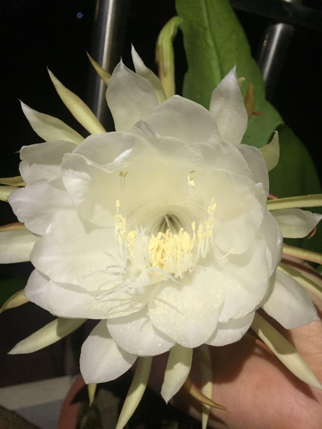 昙花一现 只为韦陀 知乎 昙花一现 只为韦陀 知乎