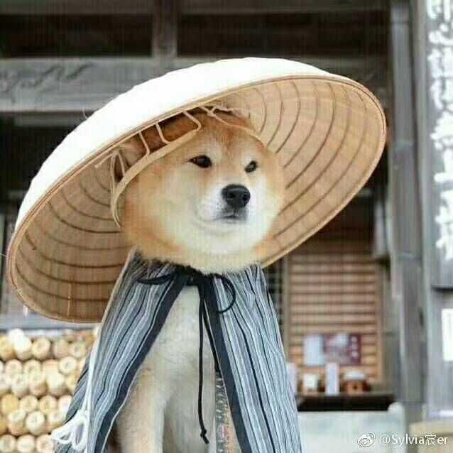只有一个无花果