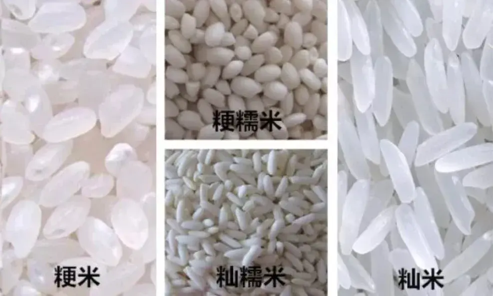 大米分为哪些种类?分别有什么特点?