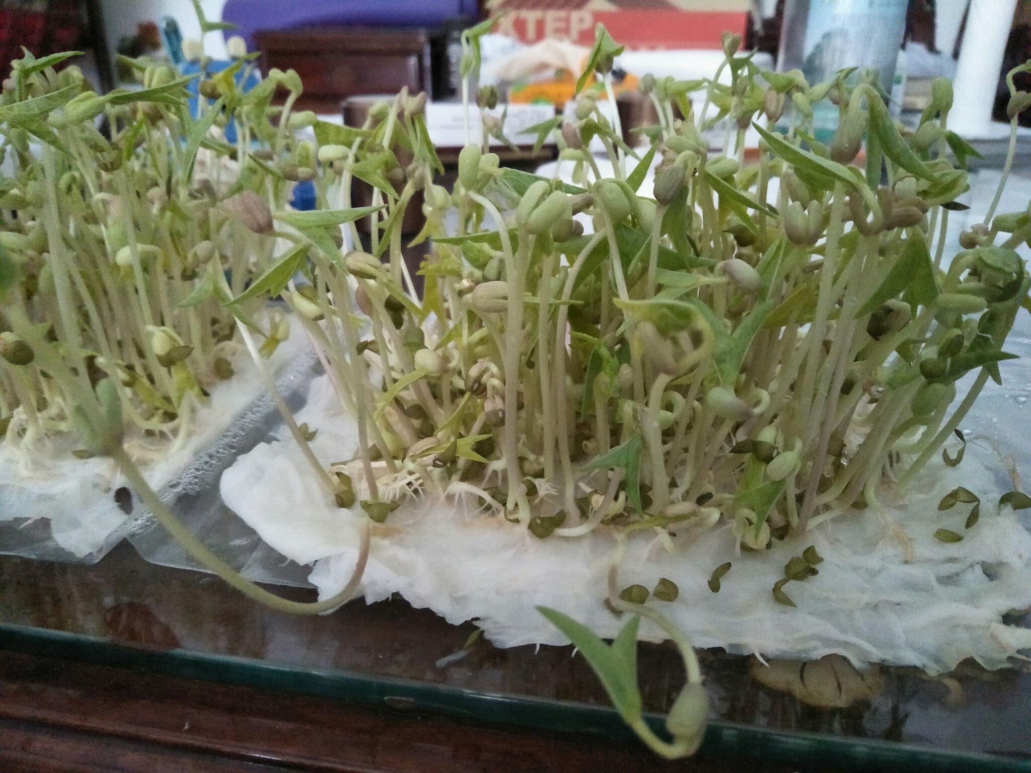 Green Gram Seed Germination, Time Period, Process