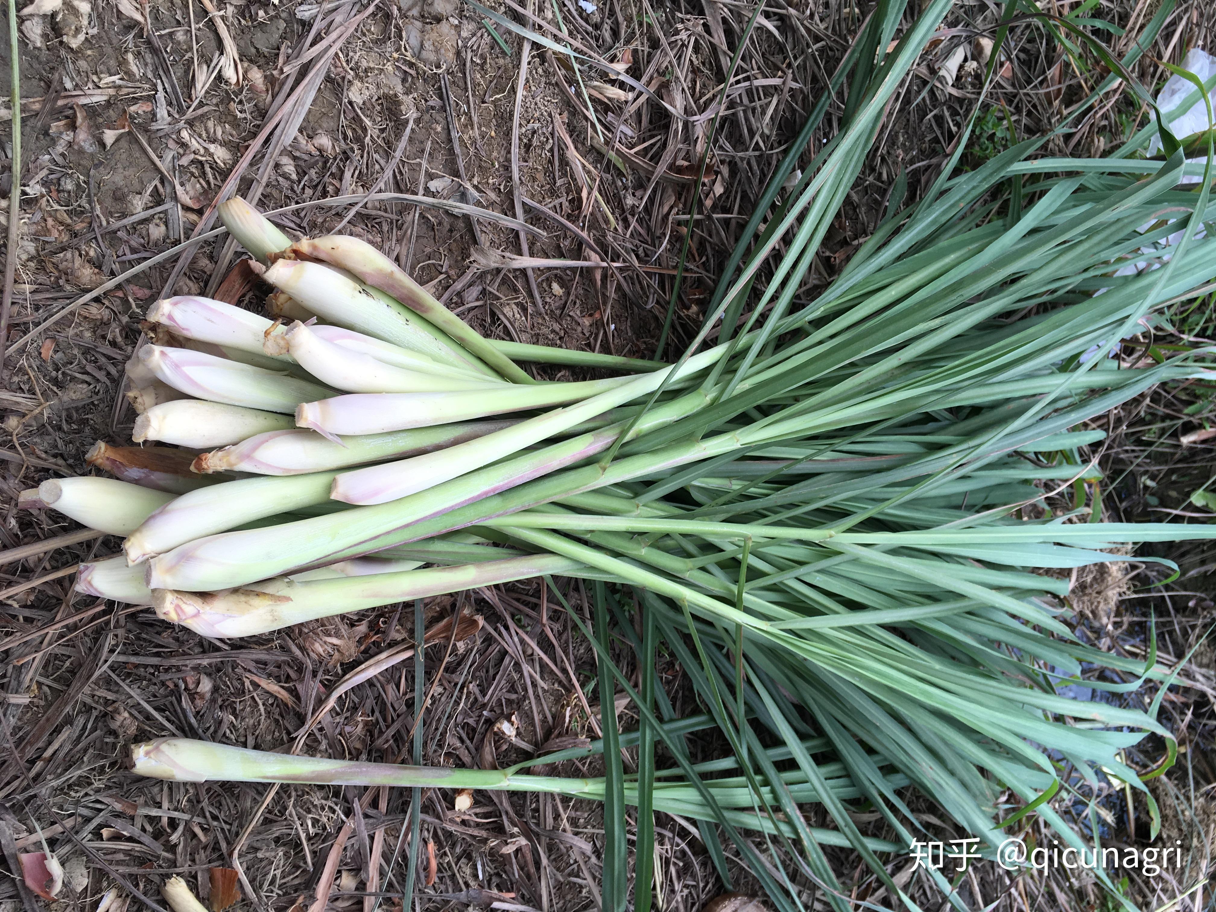 柠檬香茅草作调料之用