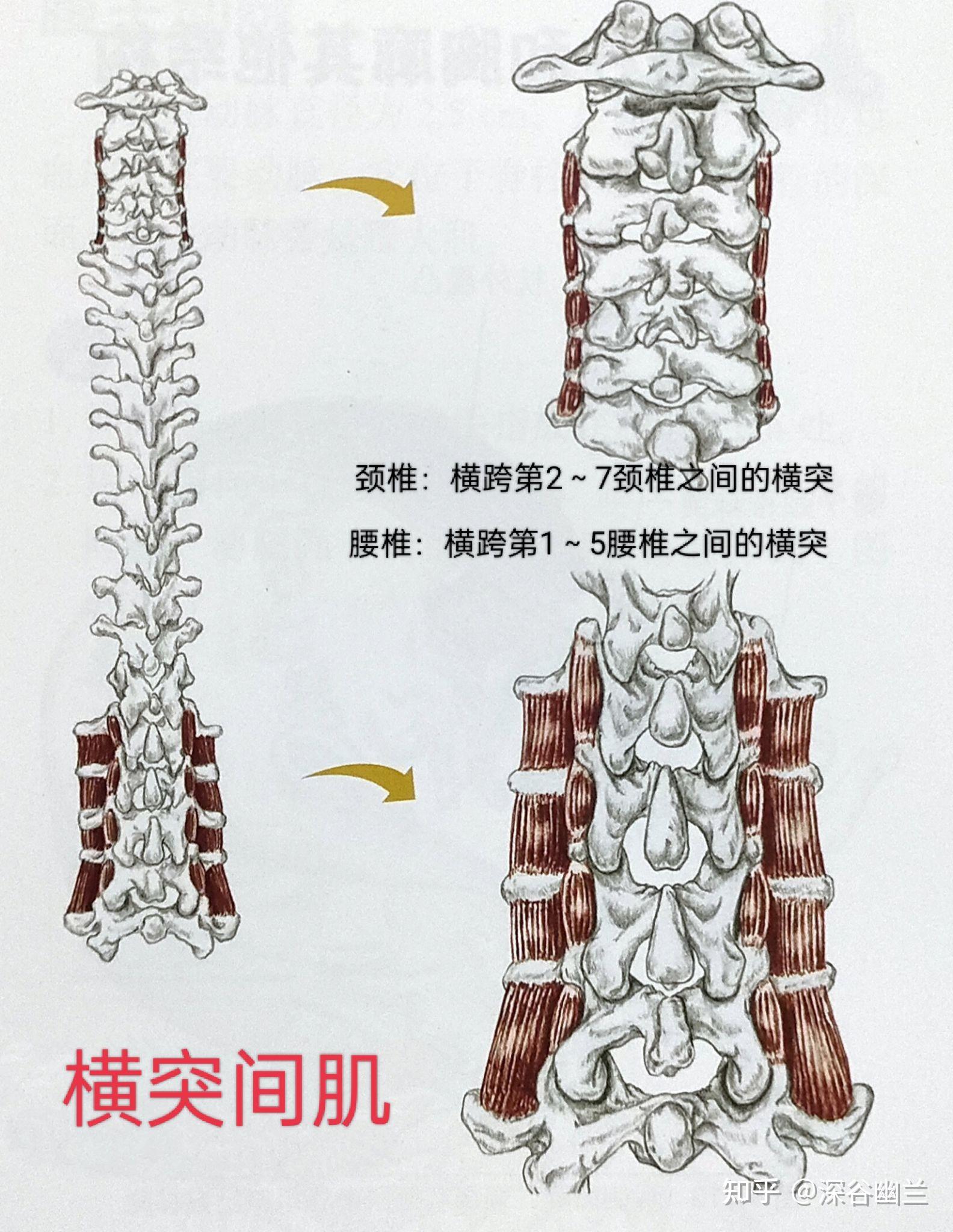 驼背的调理