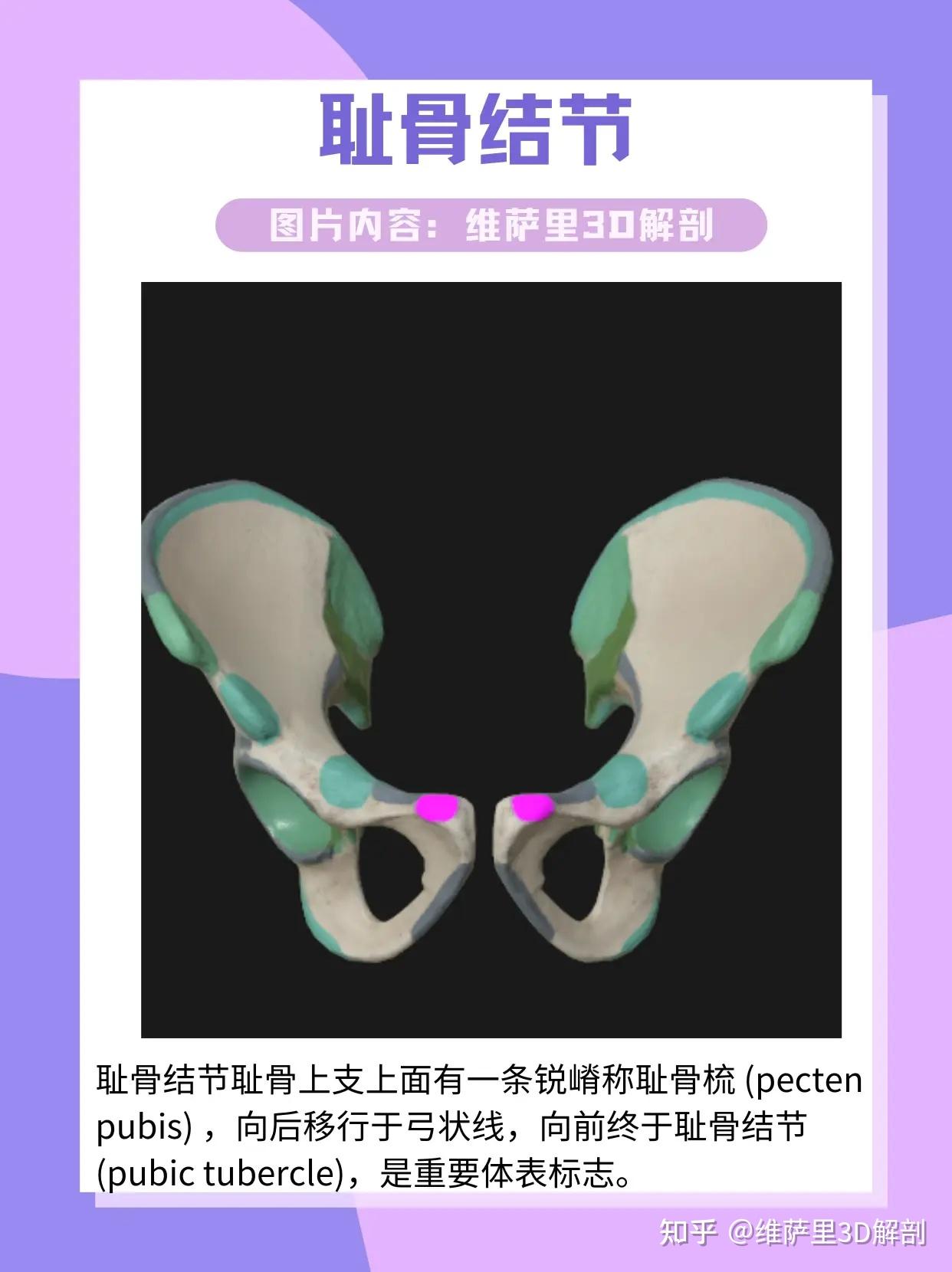 纯干货:盆骨骨学结构 - 知乎