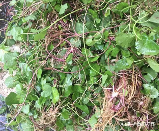此草名字奇异,药农称其为"崩大碗",乡下人都当它是野草,实际它是个宝!