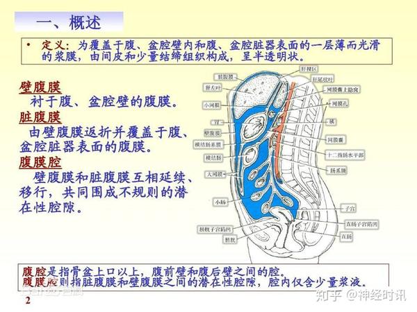 腹膜腔 子宮