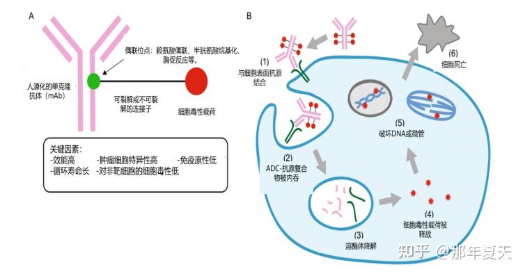 拉帕替尼机制图片