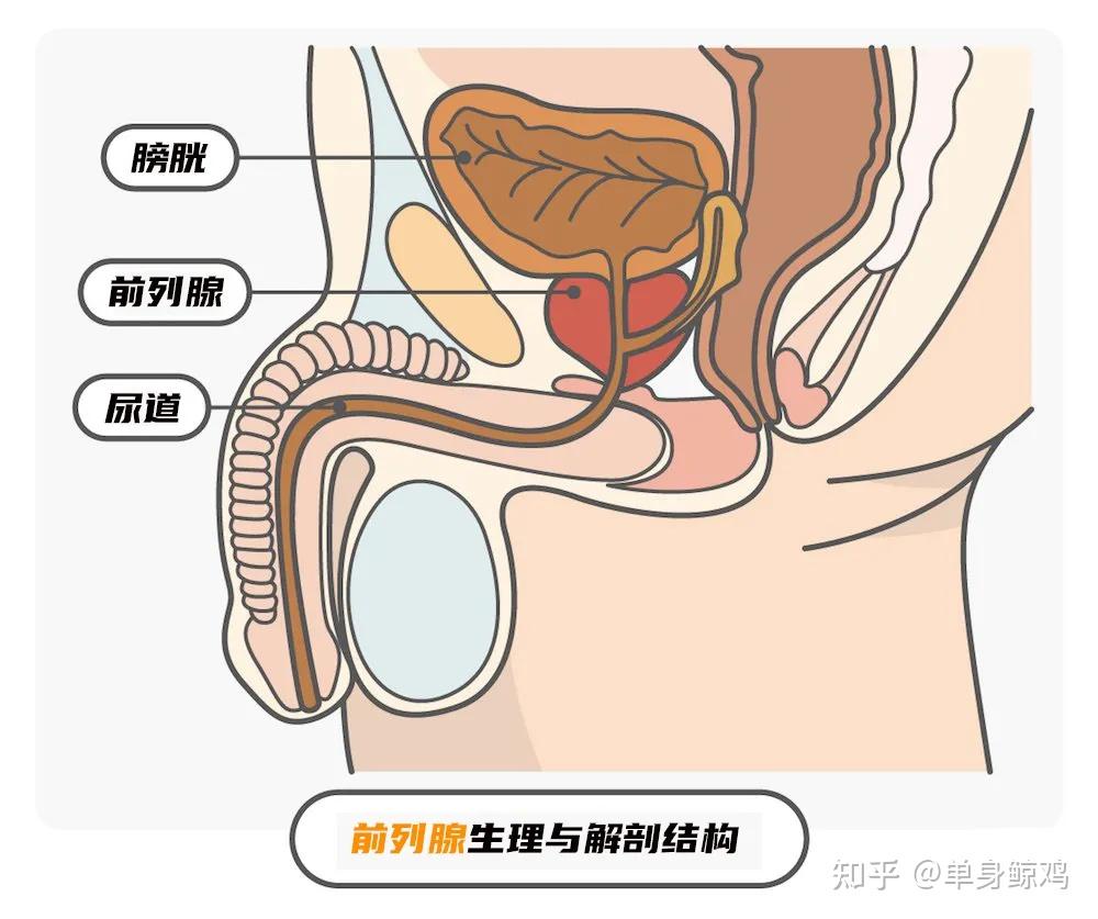 前列腺是个核桃般大小的腺体,位于男性膀胱正下方出口处,包围着尿道