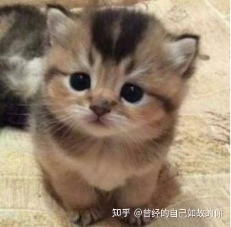 小猫打喷嚏怎么办 找找原因 知乎