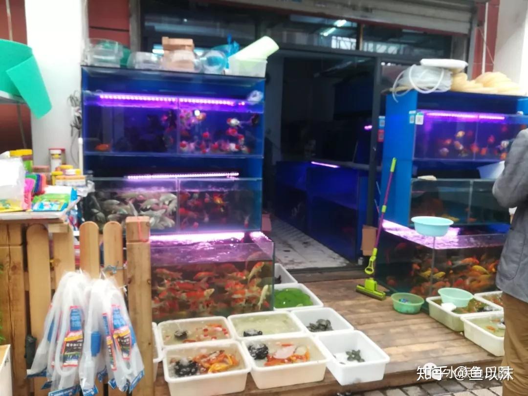 带你走访上海最大的花鸟市场！观赏鱼鱼市！ - 知乎