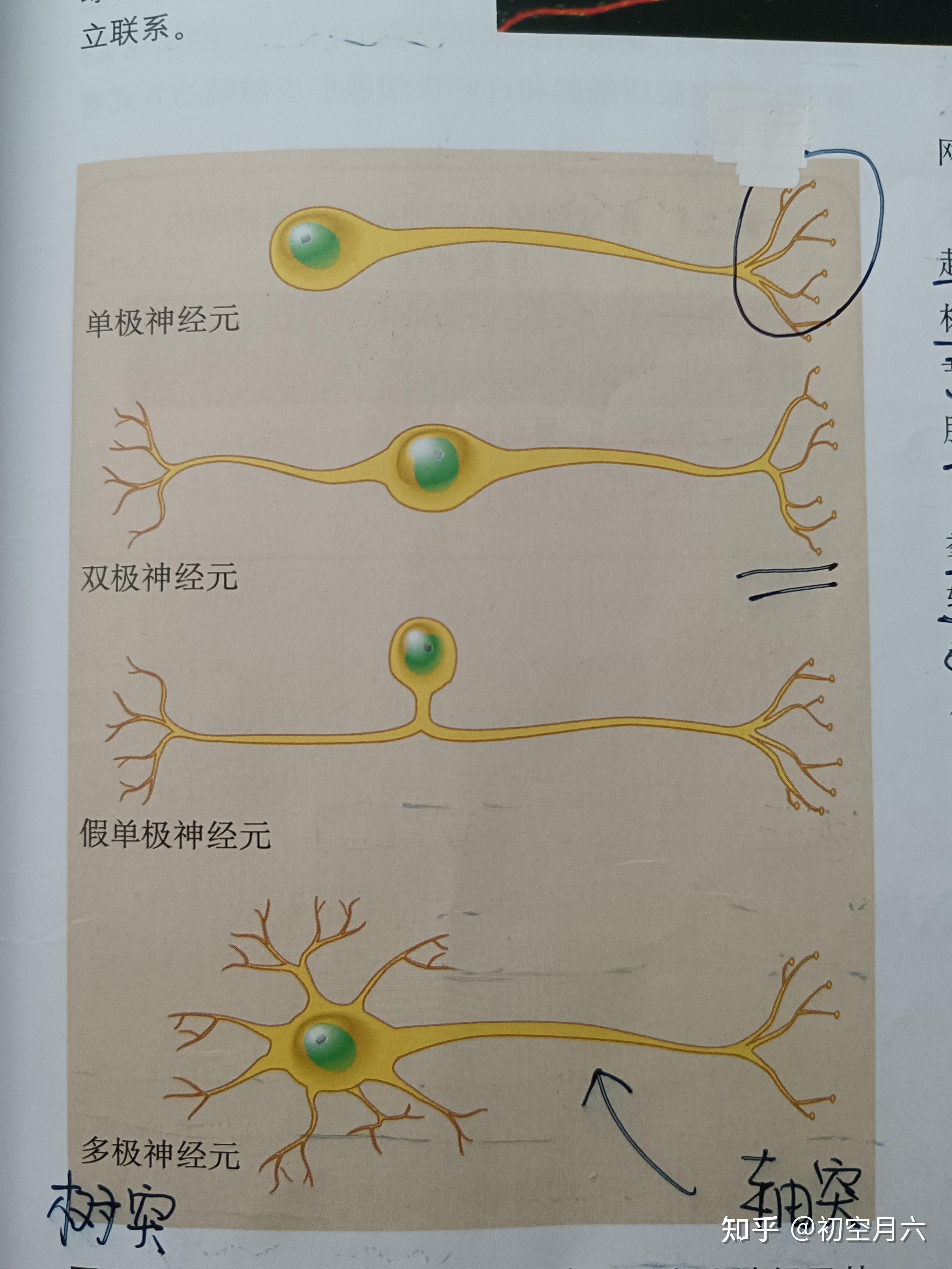 神经元结构 简图图片