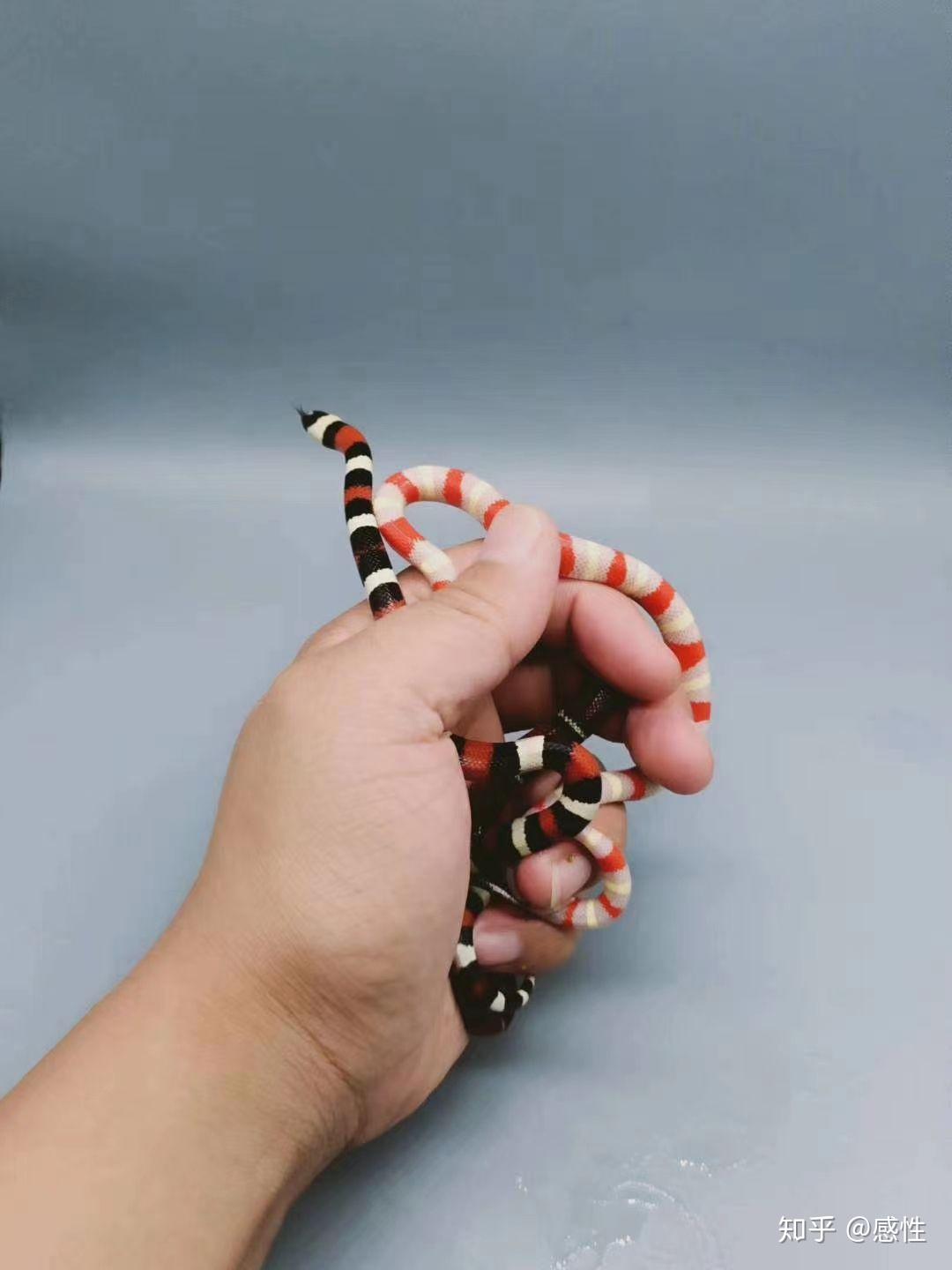 纳尔逊奶蛇 知乎