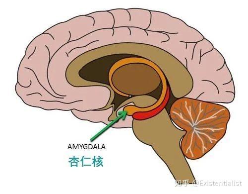 10｜杏仁核：情感活动的中枢在哪里？ - 知乎