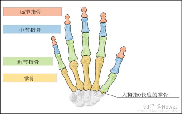 【苉雅篇】Leap Motion 向左走，Processing 向右走 - 知乎