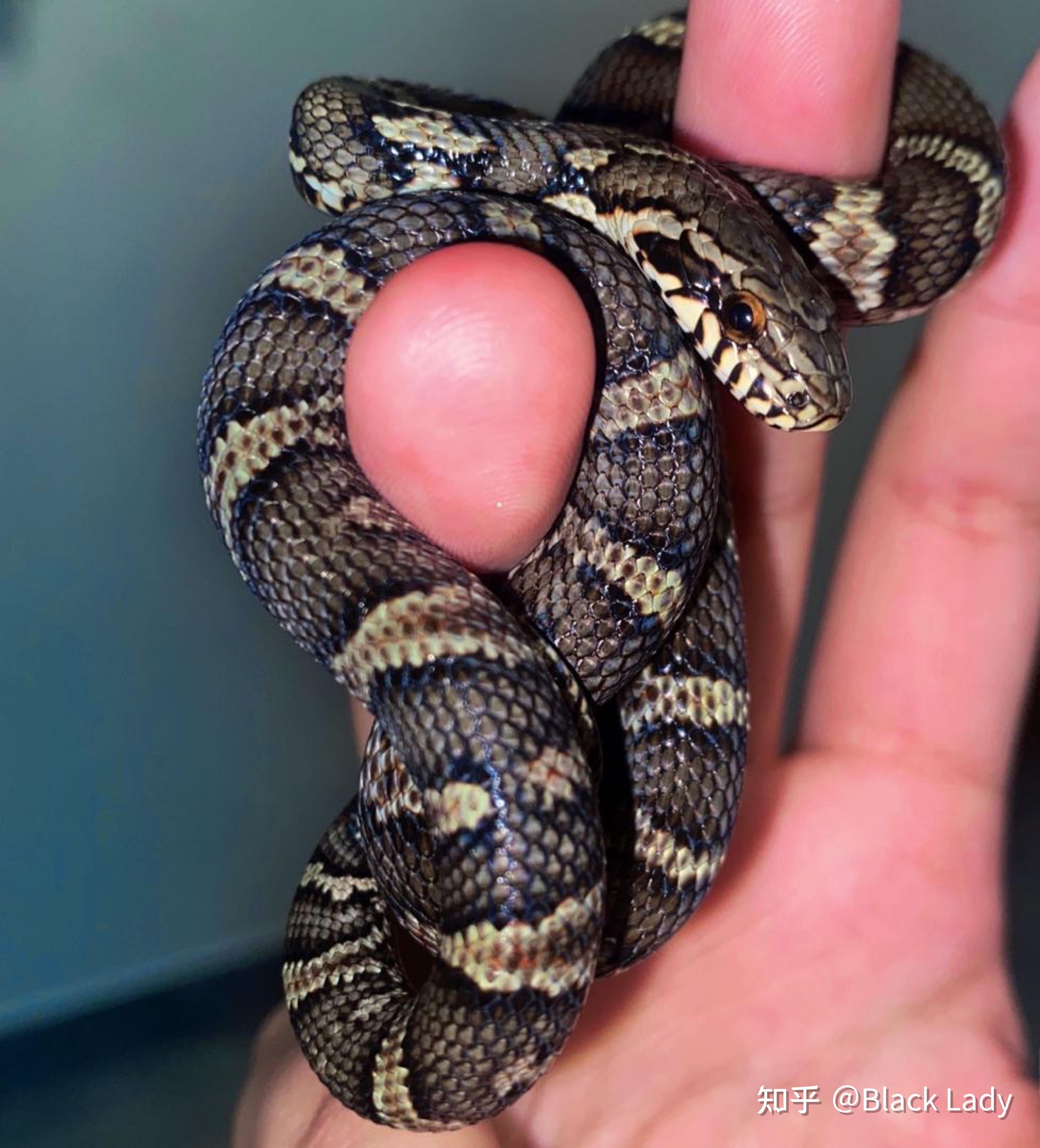 但是拒绝饲养野生蛇,可能会出现寄生虫,认准商家,购买人工养殖个体(bc