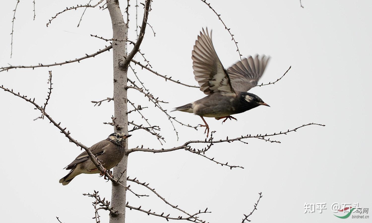 北京郊区的鸟类