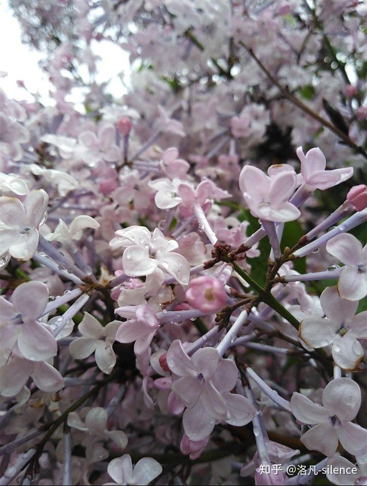 后来找到许多三瓣丁香花,我的心愿一遍一遍复述给它听……夏天要过去