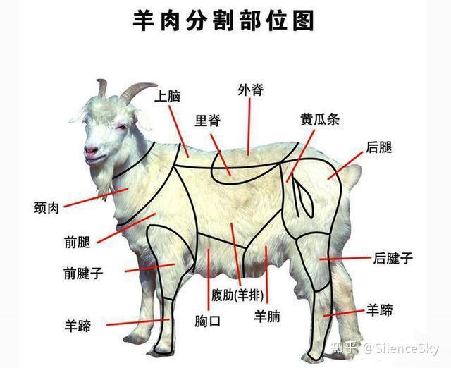 羊腿结构图图片