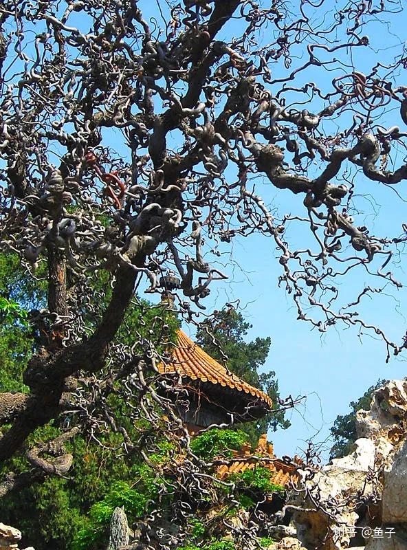 龙枣树盆景的鉴赏与栽培