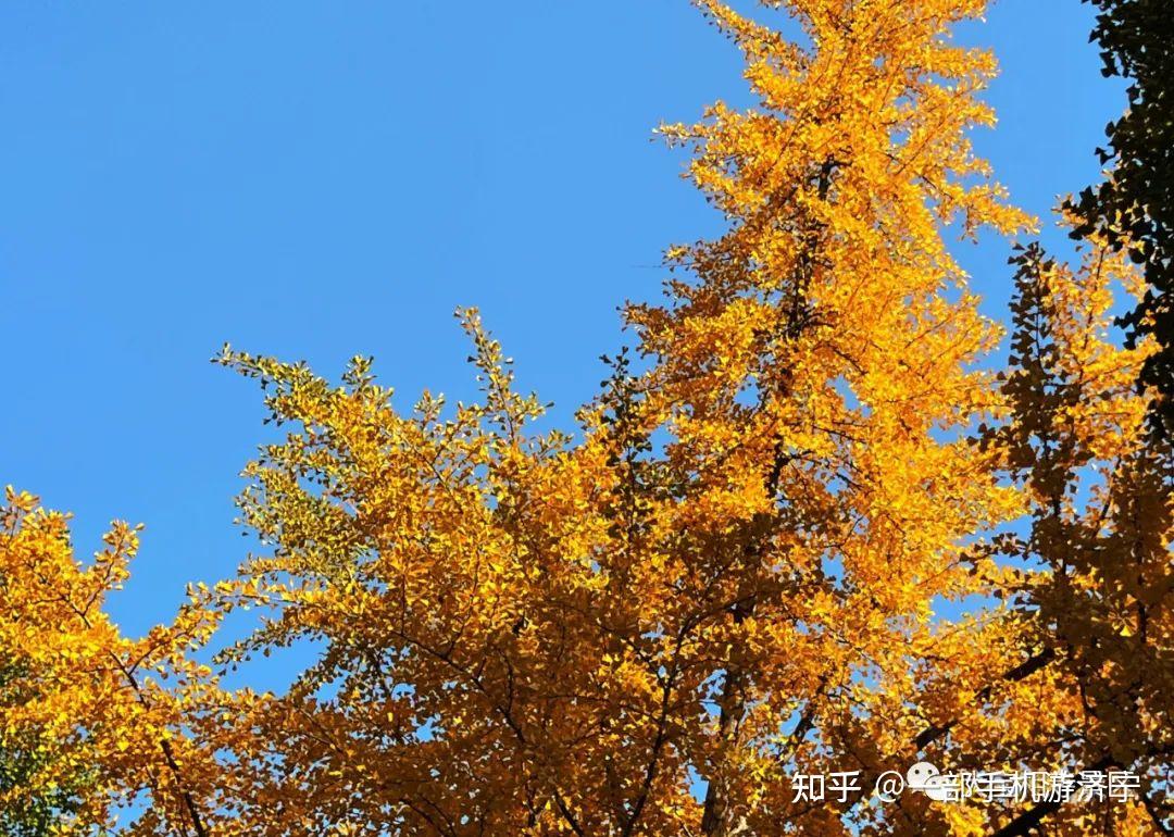 当杏黄飘落红墙,这样的宝相寺景区尽显禅意与秋意的美 - 知乎