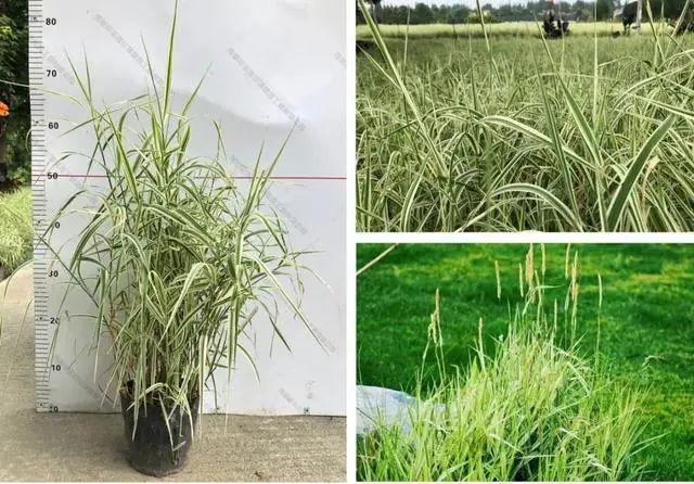 59种园林植物及应用 - 知乎
