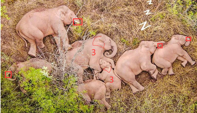 云南野生大象断鼻家族