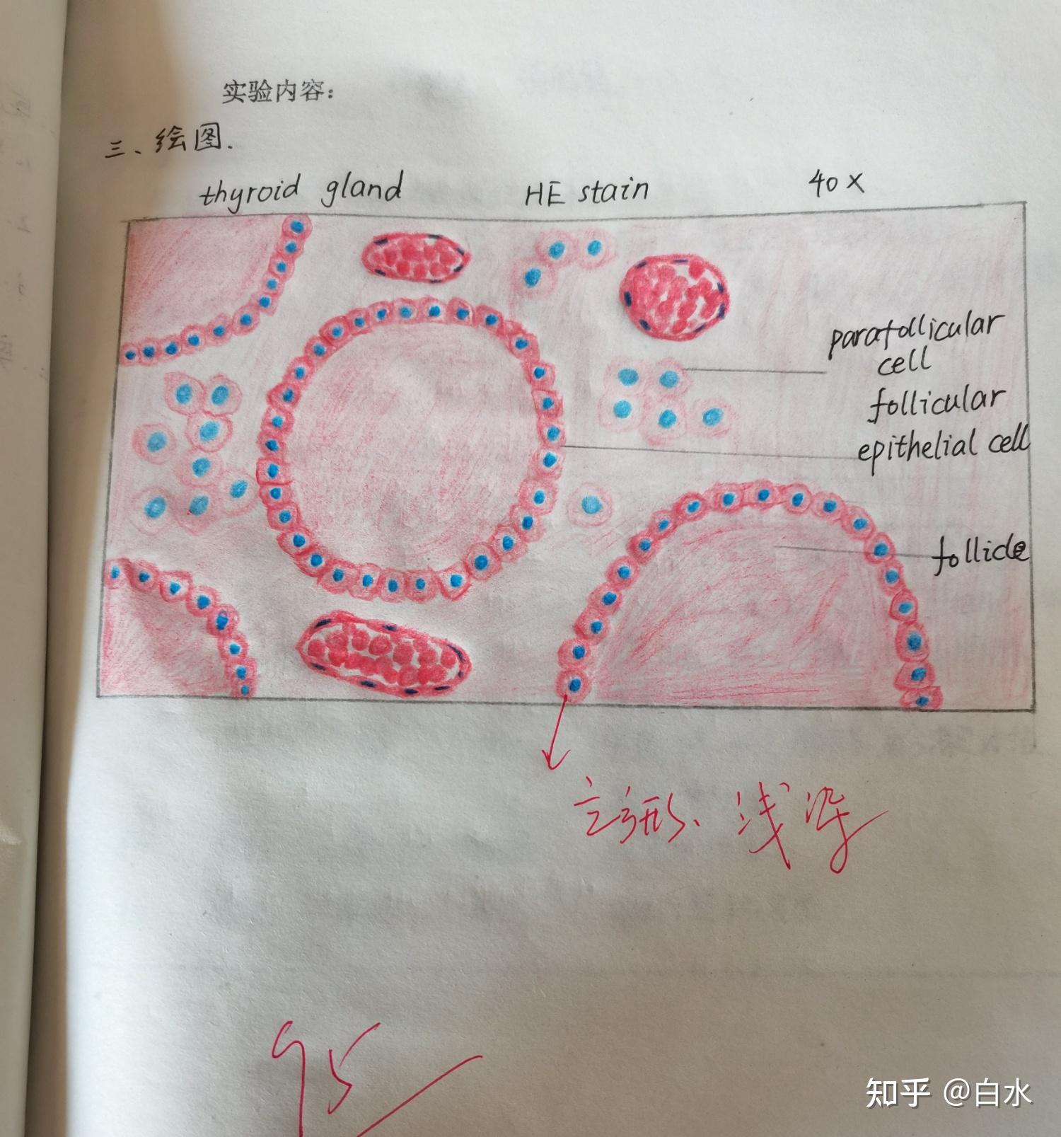 组胚红蓝铅笔绘图