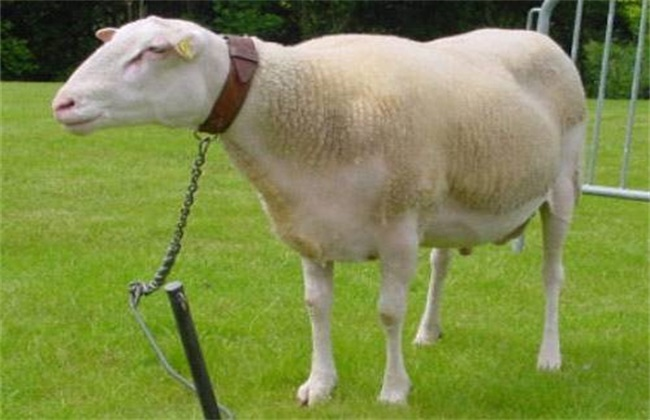 羊瓣胃阻塞的症状有哪些羊瓣胃阻塞怎么办