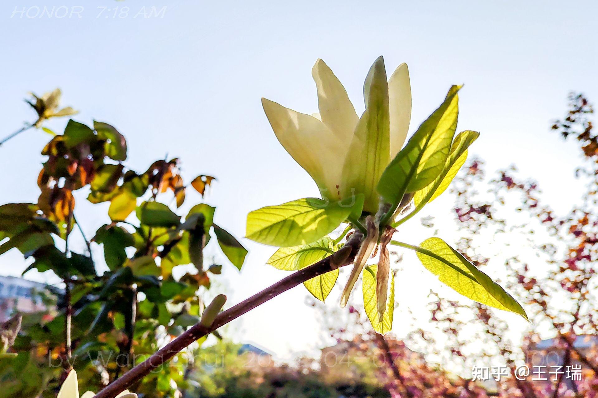 【那些花儿】飞黄玉兰:花大美丽开得晚花期长,玉蕾入药作辛夷