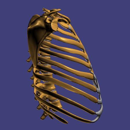 身体显得很厚，是因为太胖吗？ - 知乎