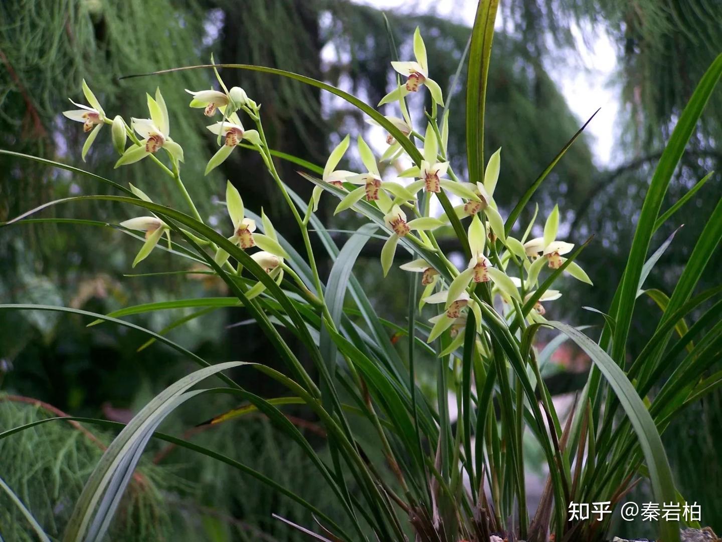 《楚辞》中的香草 - 知乎