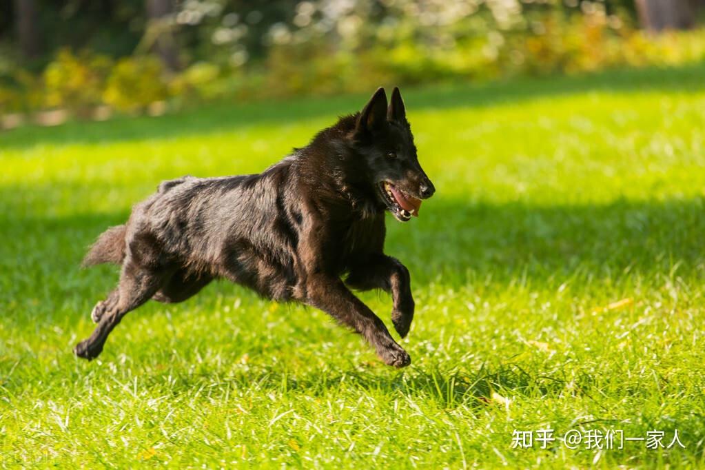 4,比利時牧羊犬