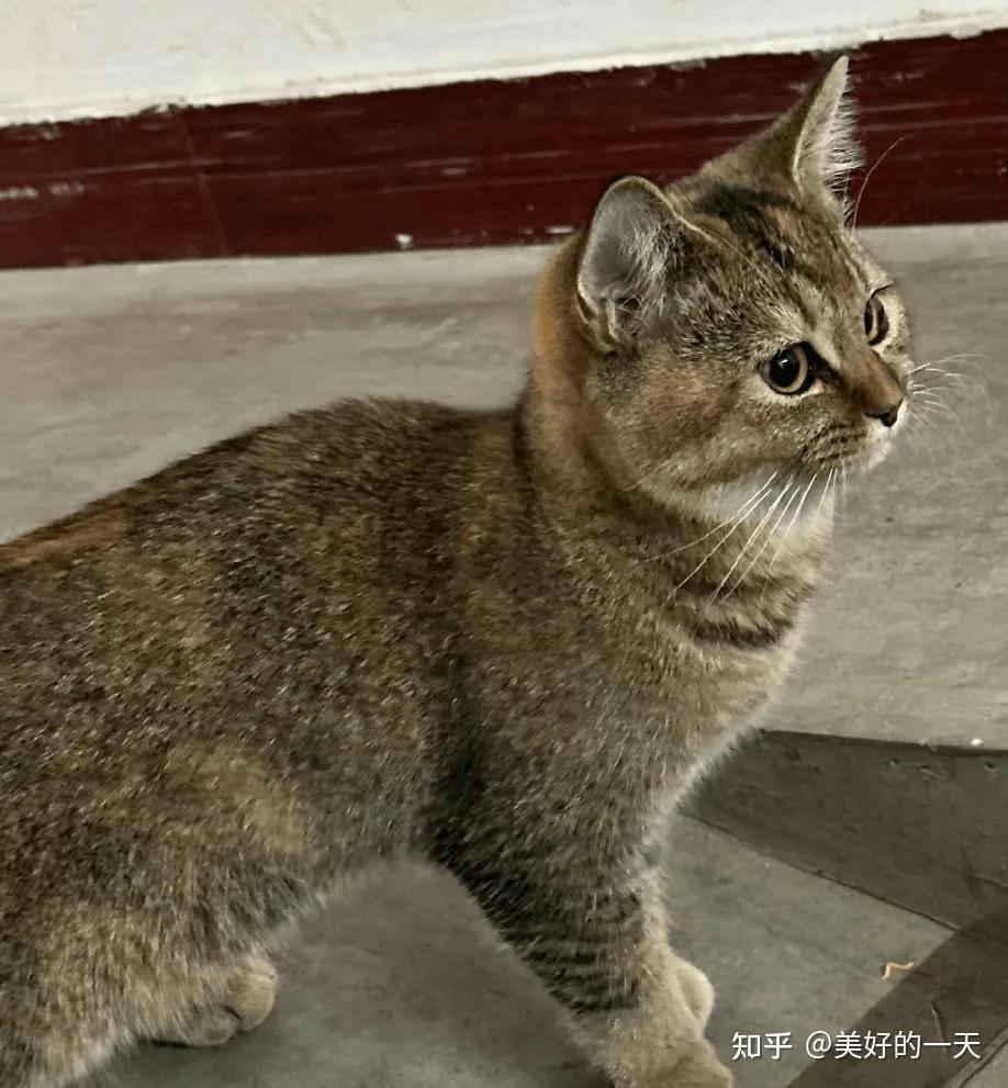 原来“雀猫”才是中华神猫,这几点太优秀了,不愧是猫界大哥 - 知乎