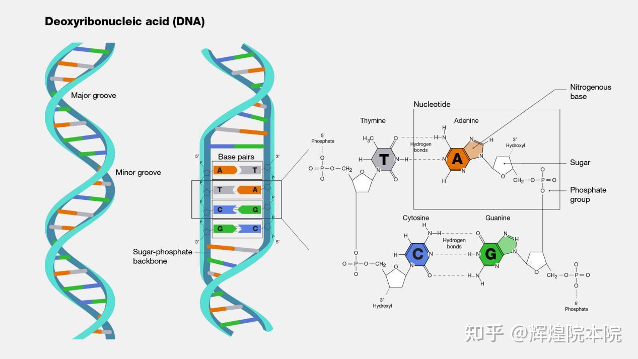 文明起源三---以高维视角看DNA编码序列 - 知乎
