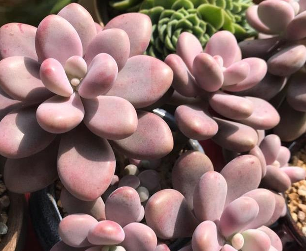 怎么判断多肉植物是否缺水 简单几步 让你给多肉浇水不用愁 知乎