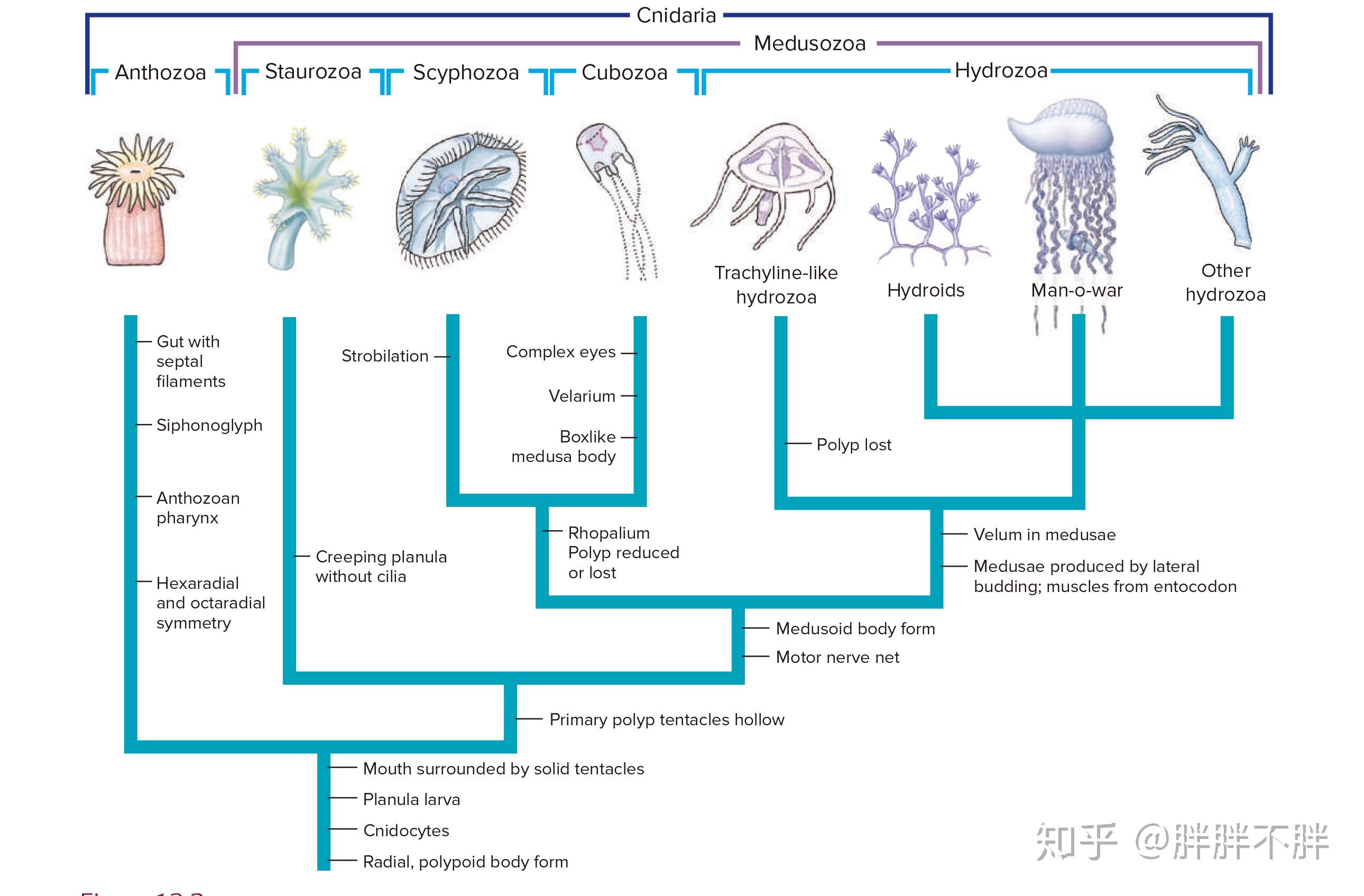 刺胞动物的体壁结构图片