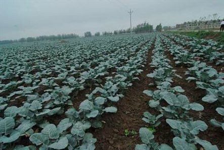西兰花种植技术全在这里了 知乎