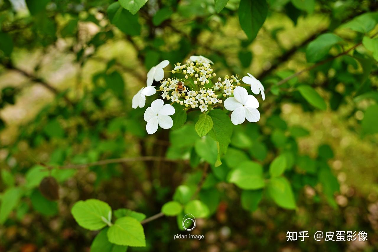 教老婆学摄影 | 第十课:这样“拍花”更好看 - 知乎
