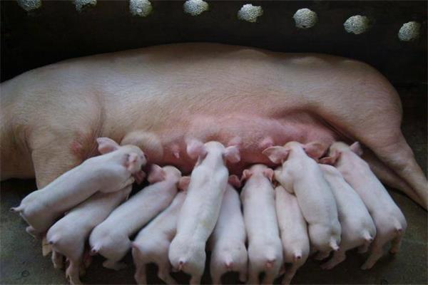 母猪产仔多奶水不够哺乳仔猪的寄养操作帮你搞定