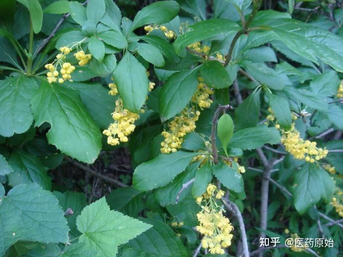 带你识别小檗皮